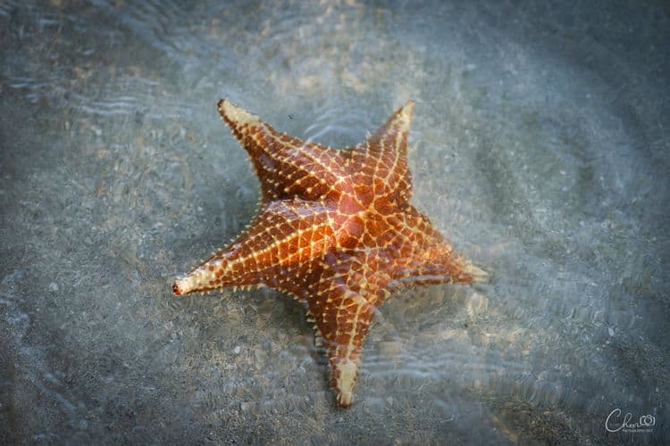 Trip Tips for Getting to Bocas del Toro