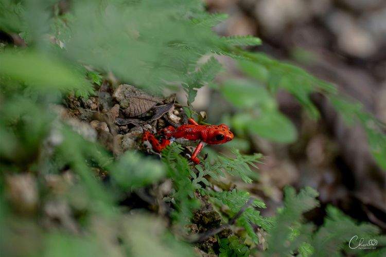 Red Frog Beach Tour – Wildlife Walk + Beach + Snorkel