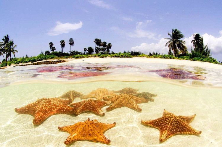 Starfish Beach Tour – Calm Waters, Wildlife & Snorkel